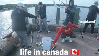 Dami "Mackerel" 🇨🇦 🍁