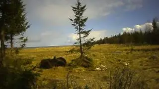 Бурые медведи на Онежском полуострове (национальный парк 