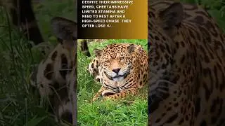 Difference between jaguar and cheetah||On the Edge of Speed #viral #shorts @discoverwithsabi