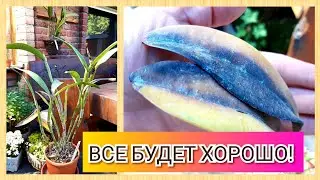 Новая орхидея Каттлея из Эквадора. Обзор орхидей - каттлеи с голубыми цветами без цветов🤣