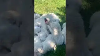 Marshmallow Squad 🐶 