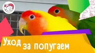 5 особенностей при уходе за попугаем