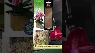 #орхидеи