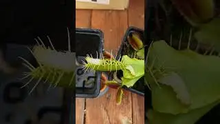 feeding flytrap with maggots
