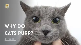 Why do cats Purr?