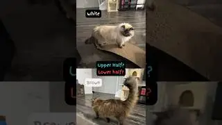 Is it Horizontal or Vertical? Cat Version
