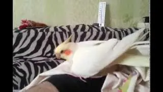 Попугай сам себя ласкать