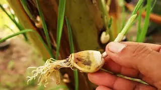 How to Grow Garlic on a Banana Plant Without Soil