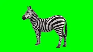 Zebra - Motion Frame green screen effects - chroma key - animations - Effects Video HD 1080