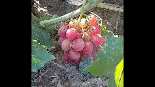 Басанти