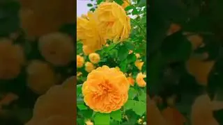 ДОБРОЕ УТРО - ВЕРА  БРЕЖНЕВА