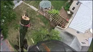 walnut zip lining and rigging removal