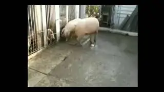 Свиньи трахаются под клип нурминского