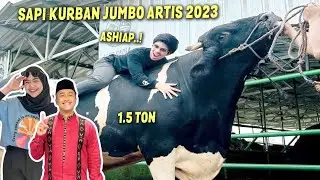 ATTA Sacrifices a 1.5-Ton Jumbo Cow? A List of the Largest Celebrity Sacrificial Cows for Eid al-...