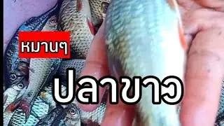 ยามผ้าเขียวหมานๆครับ ดงปลาขาว
