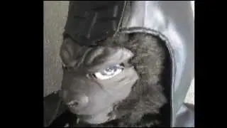 Planet of the Apes General Ursus Screen Accurate Helmet & Studded Tunic