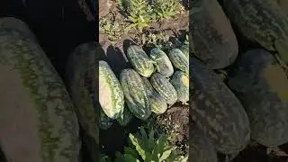 Розпродуєм кавун активно