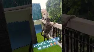Pitbull Chasing Monkeys #viral #shorts #youtubeshorts #trending #ytshorts #viralvideo #reels