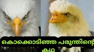 The EAGLE 😱ഒരു പരുന്തിന്റെ കഥ |                                        SVS ENNUM EPPOZHUM EVIDEYUM