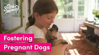Mom Fosters At-Risk Pregnant Dogs | I am Scary Mommy