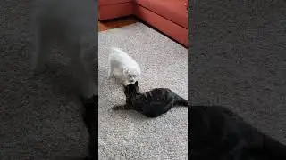 like a cat and a dog :-)