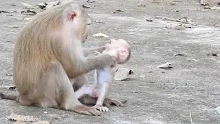 Why Mama & Sister Monkey Angry on Baby Monkey
