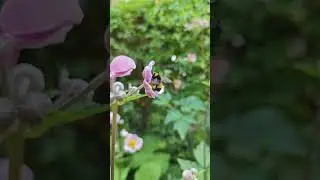 Xiaomi 13 480FPS sample, bumblebees in the garden