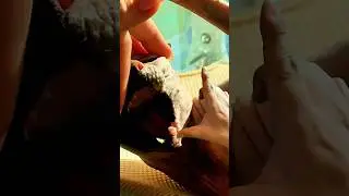 #собака #cat #sphynx #хаски #котик #сфинкс #animals #husky #pets #dog