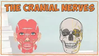 Anatomy of the Cranial Nerves