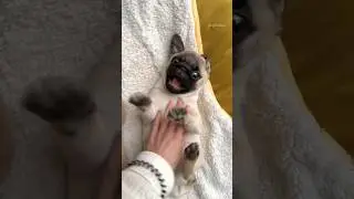 PLAY time with baby MOSY 💛 Wait for it… 😂 