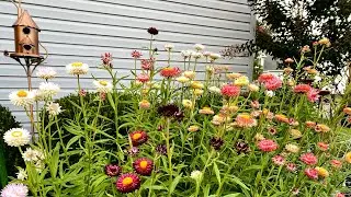 Garden Tour - September 2022 - Dahlias and Strawflowers - Flower Garden