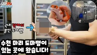 국내 유일한 도마뱀과 수천 마리 도마뱀을 사육중이라고 합니다