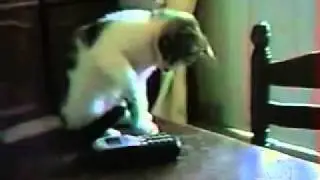 Кошки - смех и только
