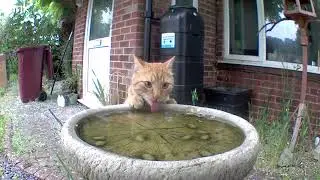 Cat drinking water