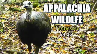 Appalachia Wildlife Video 24-35 of AS THE RIDGE TURNS in the Foothills of the Great Smoky Mountains