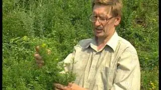 Lathyrus pratensis (чина луговая)