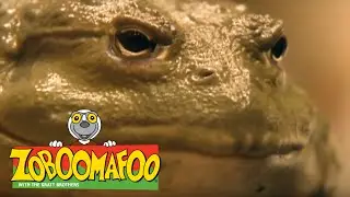 Zoboomafoo 107 - Slimy buddies (Full Episode)