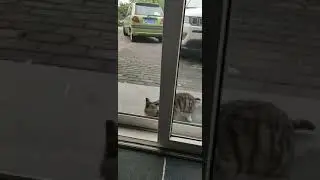 How to the cat moving her baby