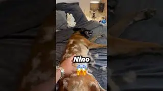 🎉Lien dans la Bio🎉🐕🐱 @oneisallofficial  #oneisall #chien #nino #chat #dog