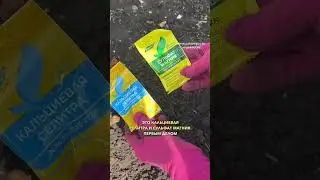 Как оживить розу, которая плохо перезимовала?