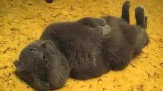 Вот так спит кот, прикол