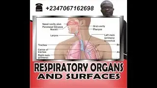 Respiratory organs and surfaces