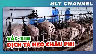 African Swine Fever – Vaccination Process for a 300-Sow Pig Farm