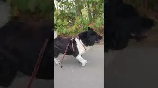 Akita dog