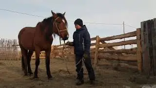 10 фактов о своей лошади