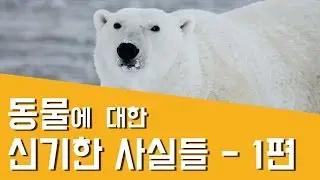 동물에 대한 신기한 사실들 5가지 1편 - 재밌는 궁금한 흥미로운 놀라운 동물 이야기