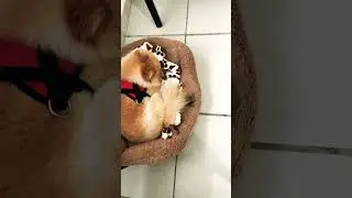Da sleeping dog