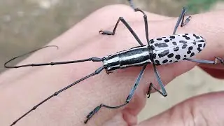 flat-faced longhorn beetle - Gerania bosci ด้วงหนวดยาวแมงมุม,ด้วงเจาะไม้,ด้วงลายจุด,ด้วงงวงช้าง