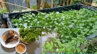 Cuối tuần câu cá, chiên giòn chấm mắm rừng, ngon tuyệt vời