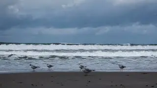 Прибой в Пионерском